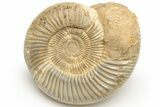 Jurassic Ammonite (Perisphinctes) - Madagascar #227596-1